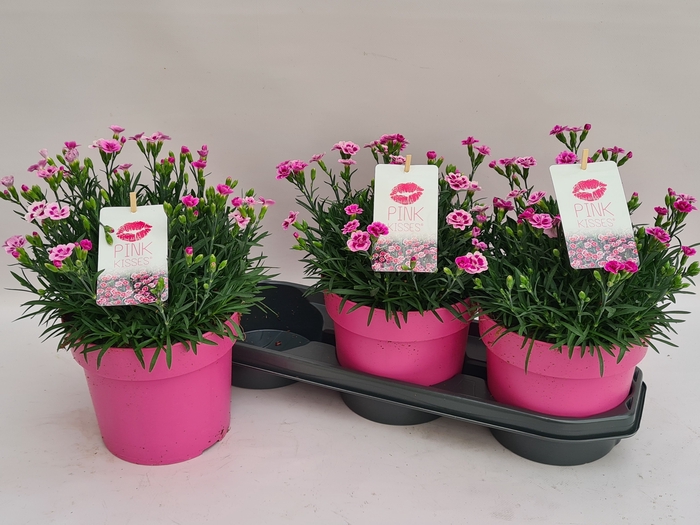 <h4>DIAN DI PINK KISSES</h4>