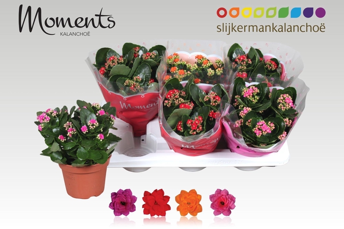 <h4>KAL GE GEM 4 KL</h4>