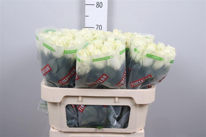 <h4>R Gr Albatros</h4>