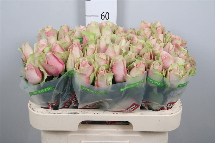 <h4>R Gr La Belle</h4>