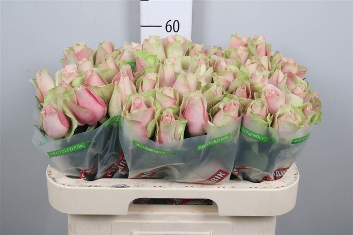 <h4>R Gr La Belle</h4>