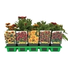 Gaillardia