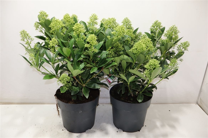 <h4>arr8 Skim J Finchy</h4>