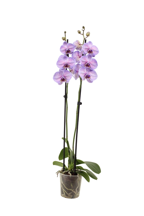 <h4>Phal I Am Purple Heart 2T14+</h4>