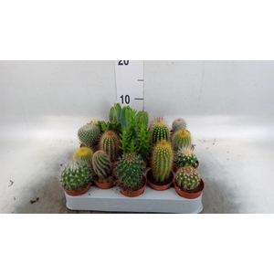 Cactus   ...mix