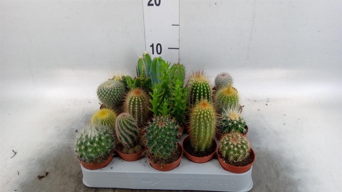 <h4>Cactus ...mix</h4>