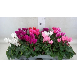 Cyclamen KL 'Micro'