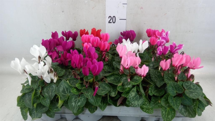 <h4>Cyclamen KL 'Micro'</h4>