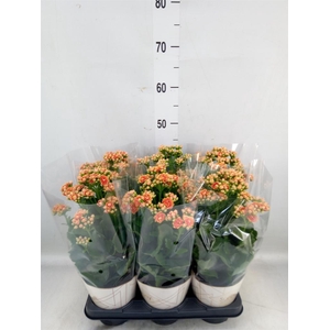 Kalanchoe  'Volcanic Orange'