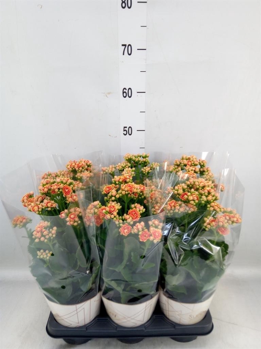 <h4>Kalanchoe  'Volcanic Orange'</h4>