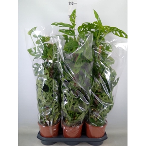 Monstera obliqua 'Monkey Mask'