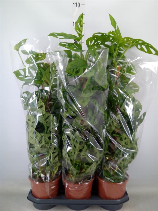 <h4>Monstera obliqua 'Monkey Mask'</h4>