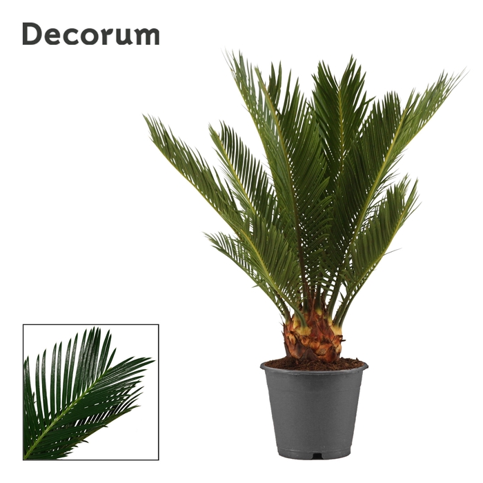 <h4>Cycas revoluta 12 cm, 6+ veren (Decorum)</h4>