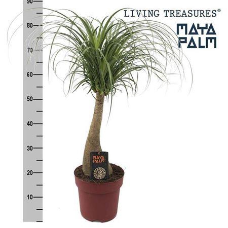 <h4>Beaucarnea Recur Maya Palm Xl</h4>