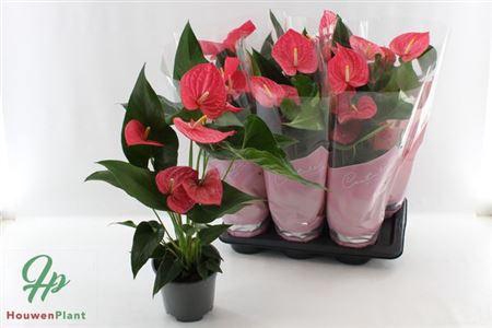 <h4>Anthu An Maine 4+</h4>