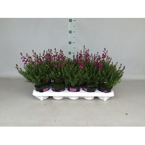 Daboecia cant. 'Atropurpurea'