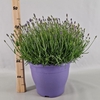 Lavandula angustifolia Essence Pur
