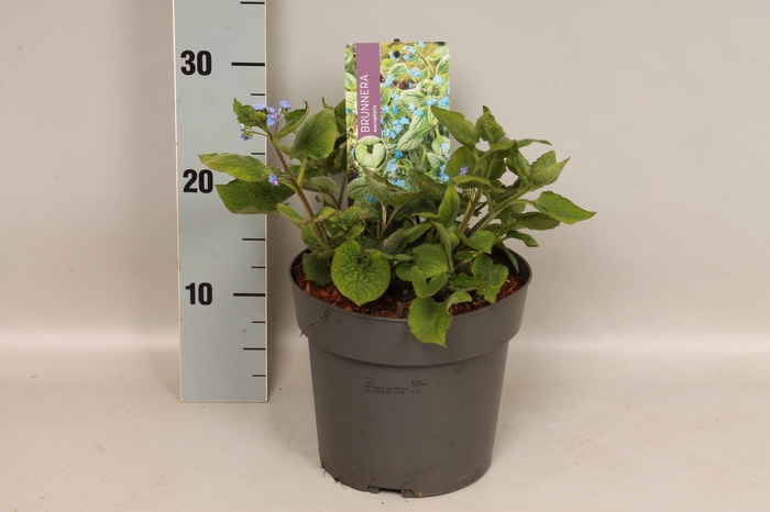 vaste planten 19 cm  Brunnera macrophylla