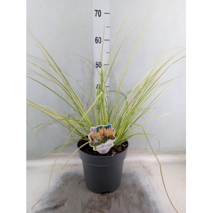 Cortaderia   ...
