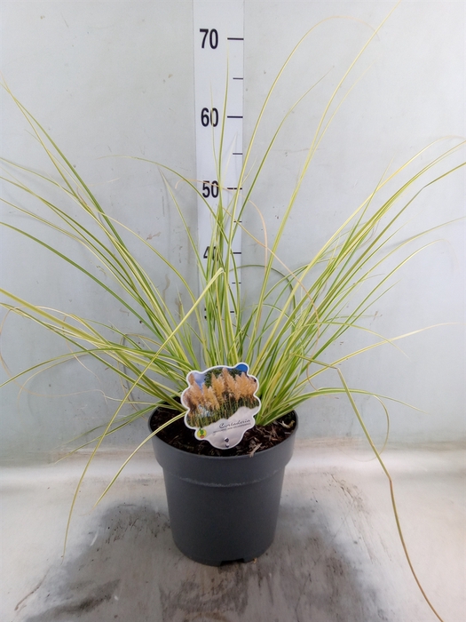 <h4>Cortaderia   ...</h4>