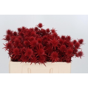 Eryn Supernova Kl Bh Rood