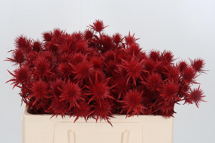 <h4>Eryn Supernova Kl Bh Rood</h4>