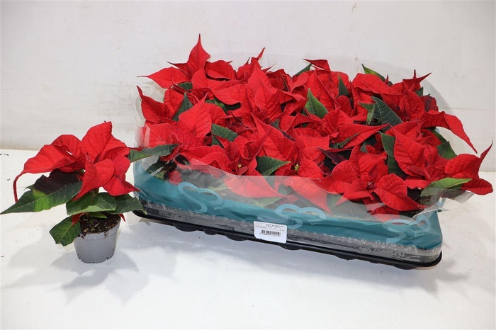 <h4>Euphor P Chr F Red</h4>