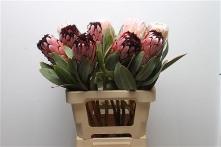 <h4>Protea Didi</h4>