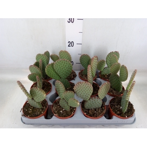Opuntia microdasys