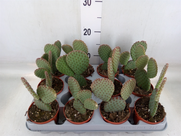 <h4>Opuntia microdasys</h4>