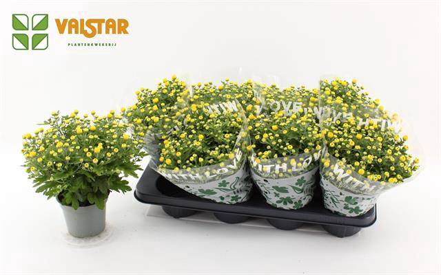 <h4>CHRYS SOULSISTER YELLOW P12</h4>