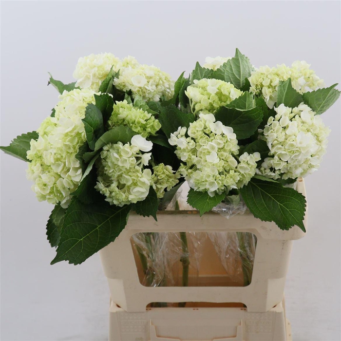 <h4>Hydrangea Mini Green</h4>