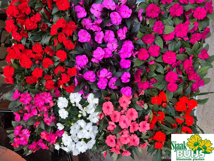 <h4>IMPAT NG GEM 6 KL</h4>