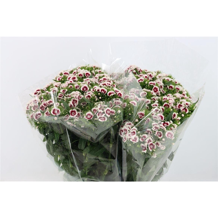 <h4>Di Barb Bicolor Red White</h4>