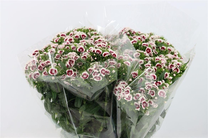 Di Barb Bicolor Red White