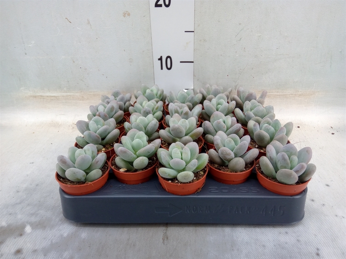 <h4>Pachyphytum oviferum</h4>