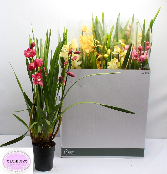 <h4>CYMB GEMENGD</h4>