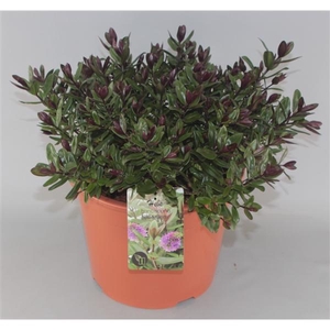 Hebe Franciscana Blue Gem C10