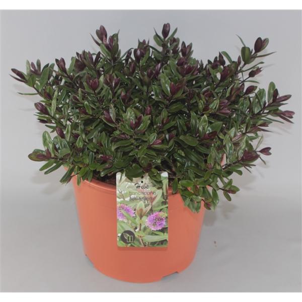 <h4>Hebe Franciscana Blue Gem C10</h4>