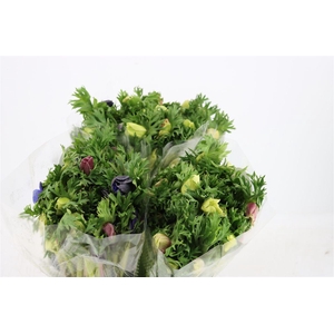 Anem Marianne Pastel