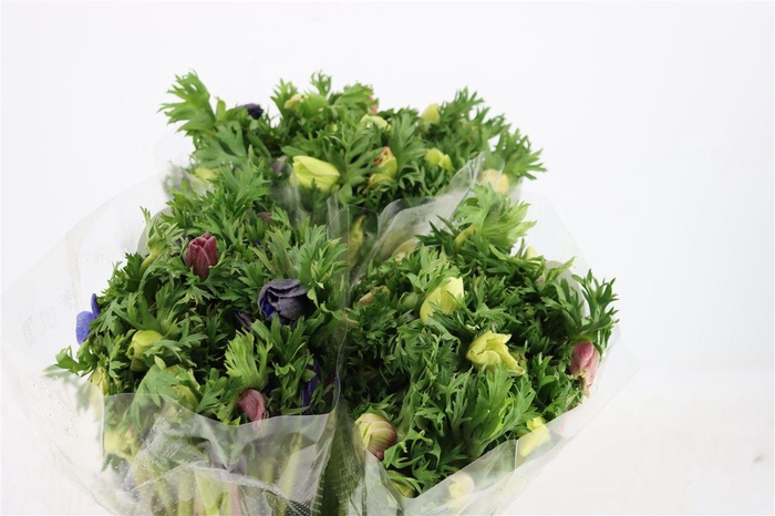 <h4>Anem Marianne Pastel</h4>