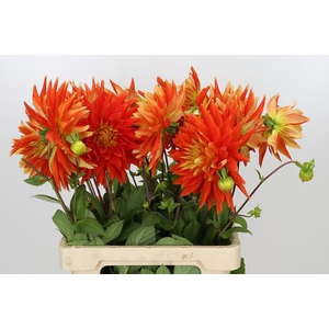 Dahlia Vulcan