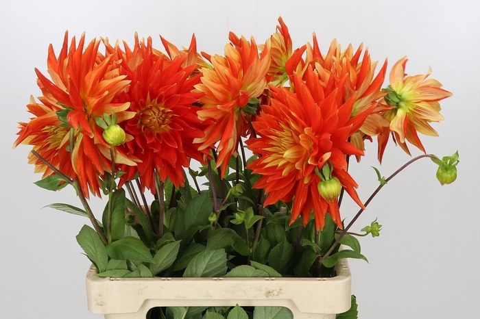 <h4>Dahlia Vulcan</h4>