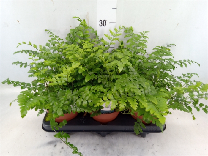 <h4>Asplenium parvati</h4>