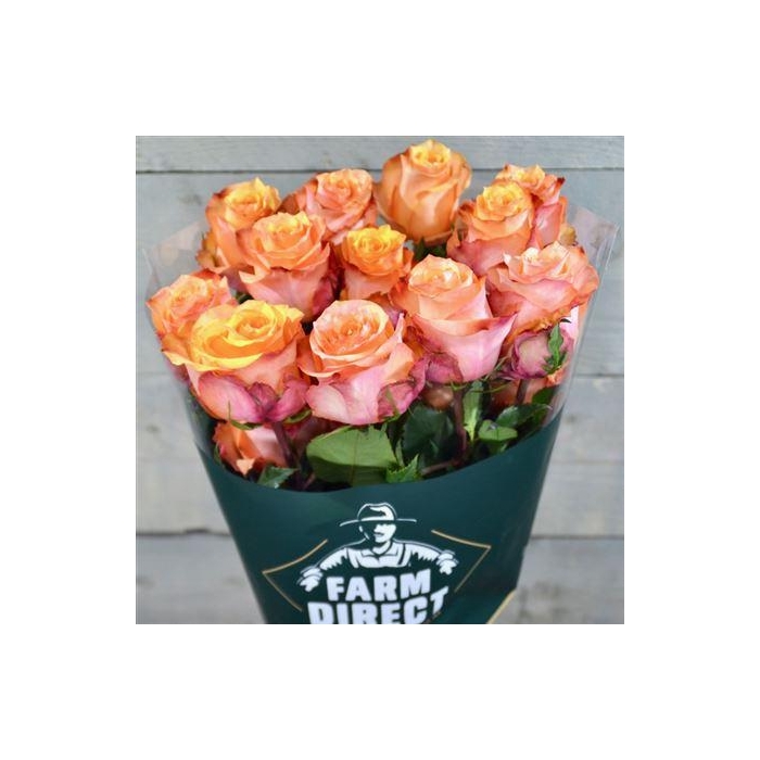 <h4>R Gr Twilight</h4>