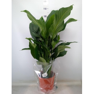 Spathiphyllum  'Sweet Silvana'