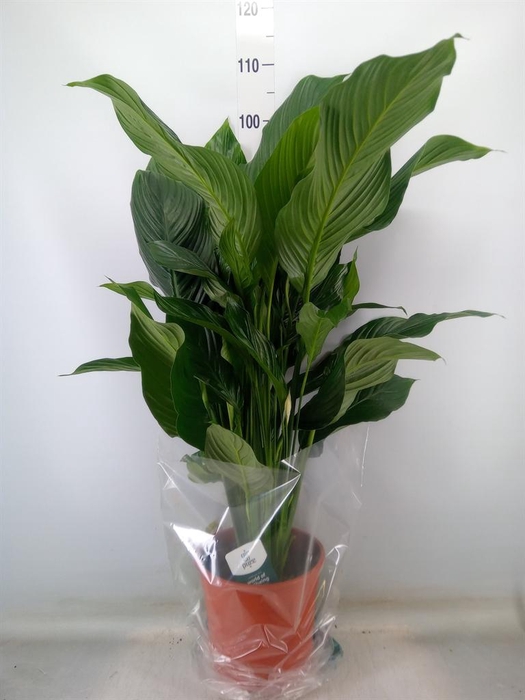 <h4>Spathiphyllum  'Sweet Silvana'</h4>
