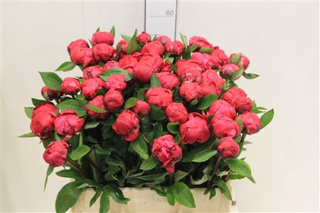 <h4>Paeo L Red Sarah Ber</h4>