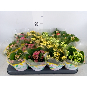 Kalanchoe blos.   ..rosebud mix  5