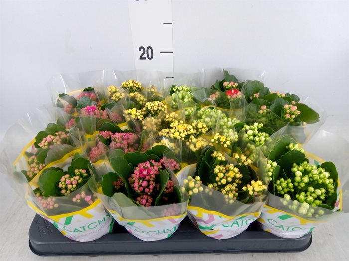 <h4>Kalanchoe blos.   ..rosebud mix  5</h4>